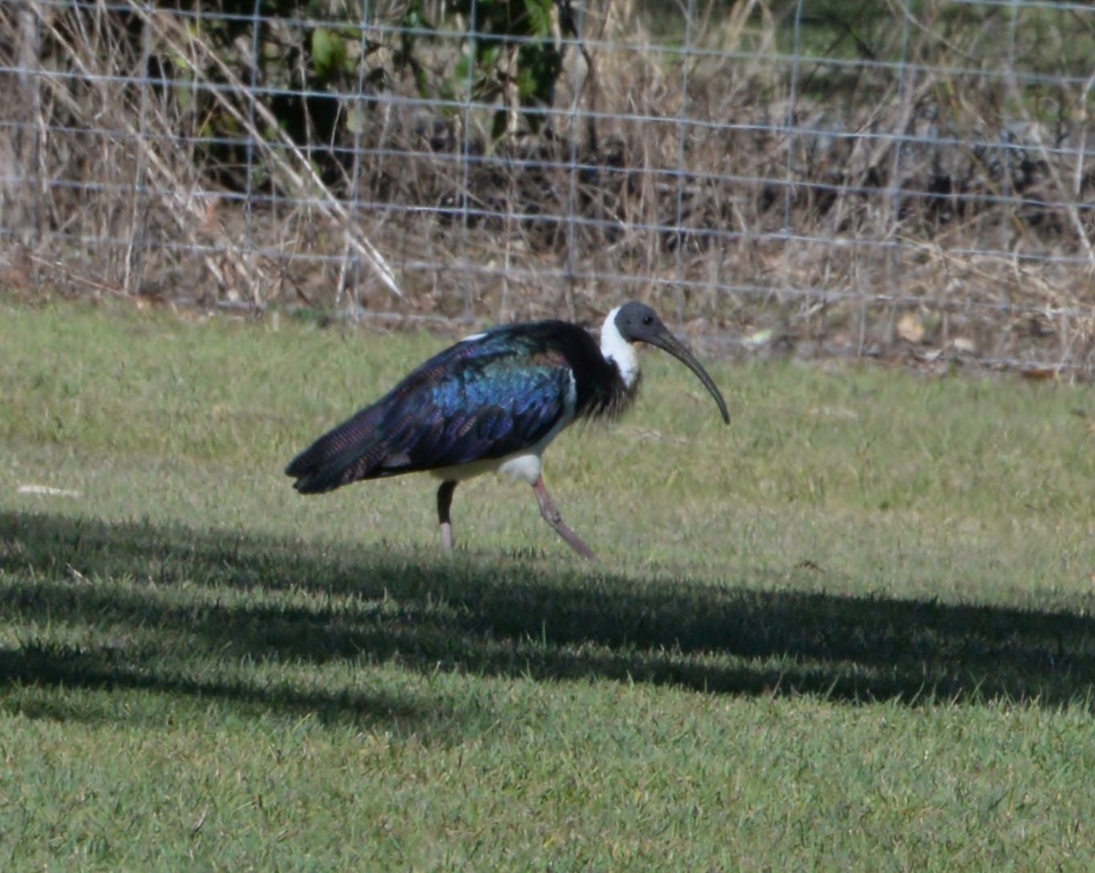 Straw-necked Ibis - ML356052611