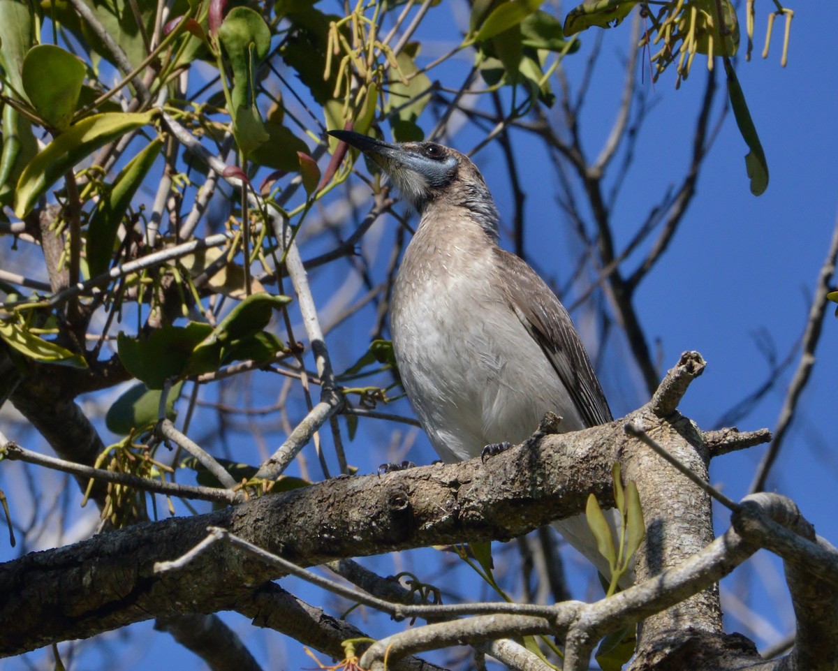 Little Friarbird - ML356052691