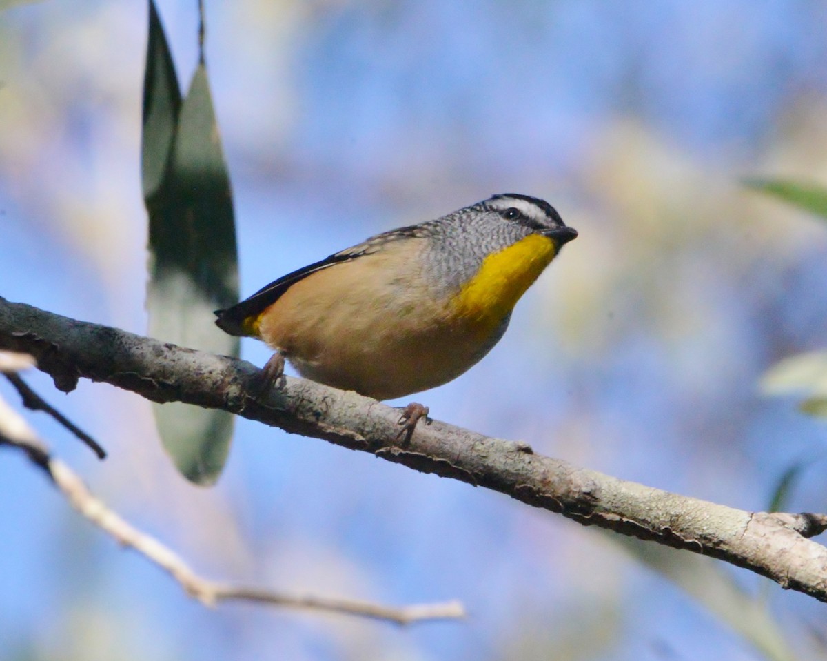 Spotted Pardalote - ML356052751