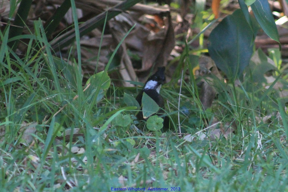 Eastern Whipbird - ML356055121