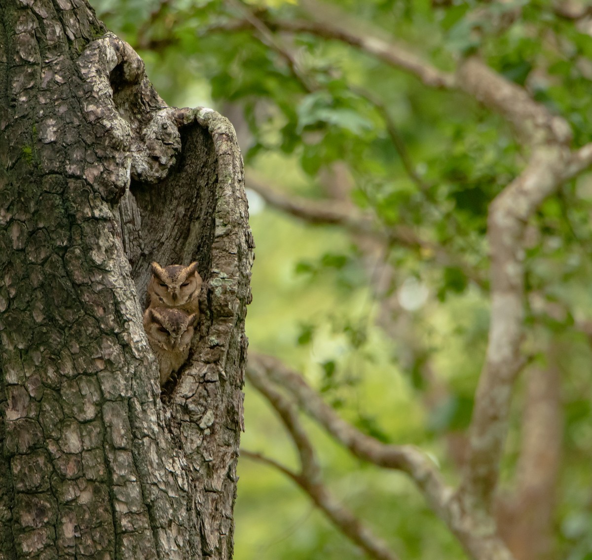 Indian Scops-Owl - ML356059661