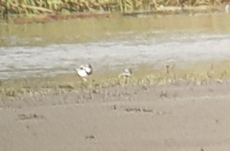 Black-fronted Dotterel - ML356061721