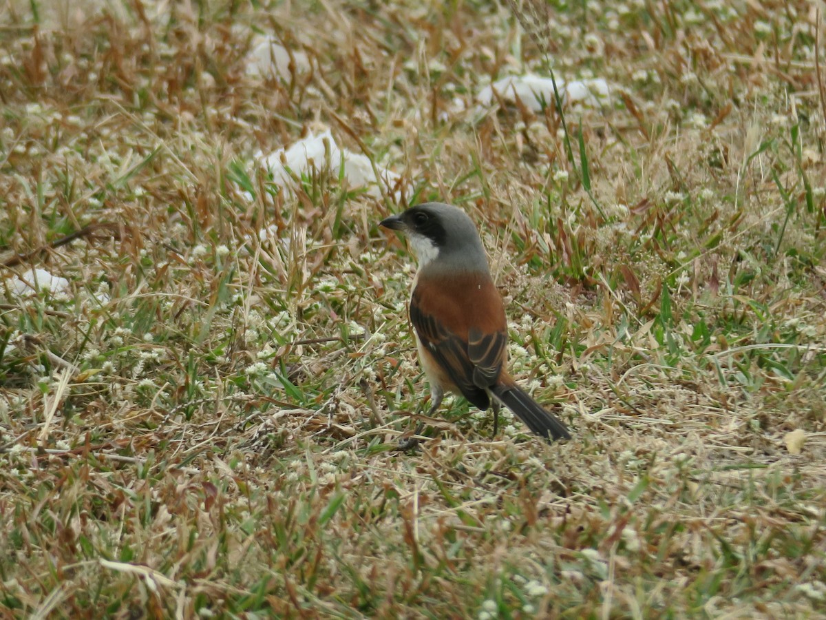 Burmese Shrike - ML356064211