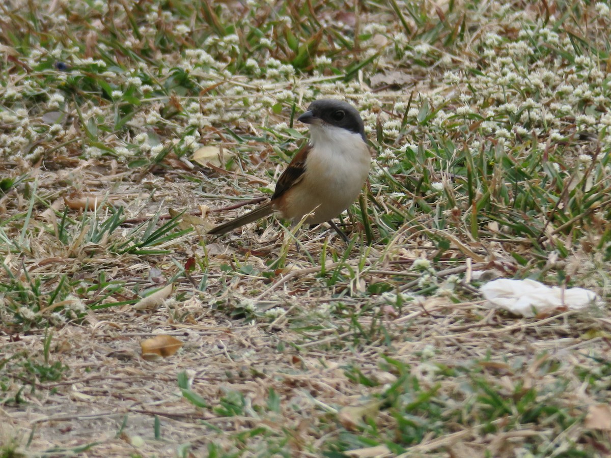 Burmese Shrike - ML356064241