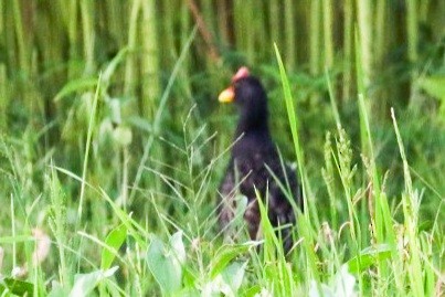 Watercock - ML356064511