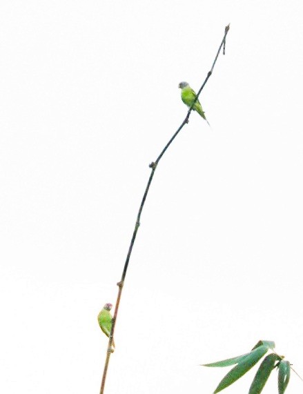 Plum-headed Parakeet - ML356064571