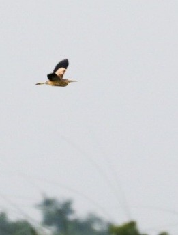 Yellow Bittern - ML356064581