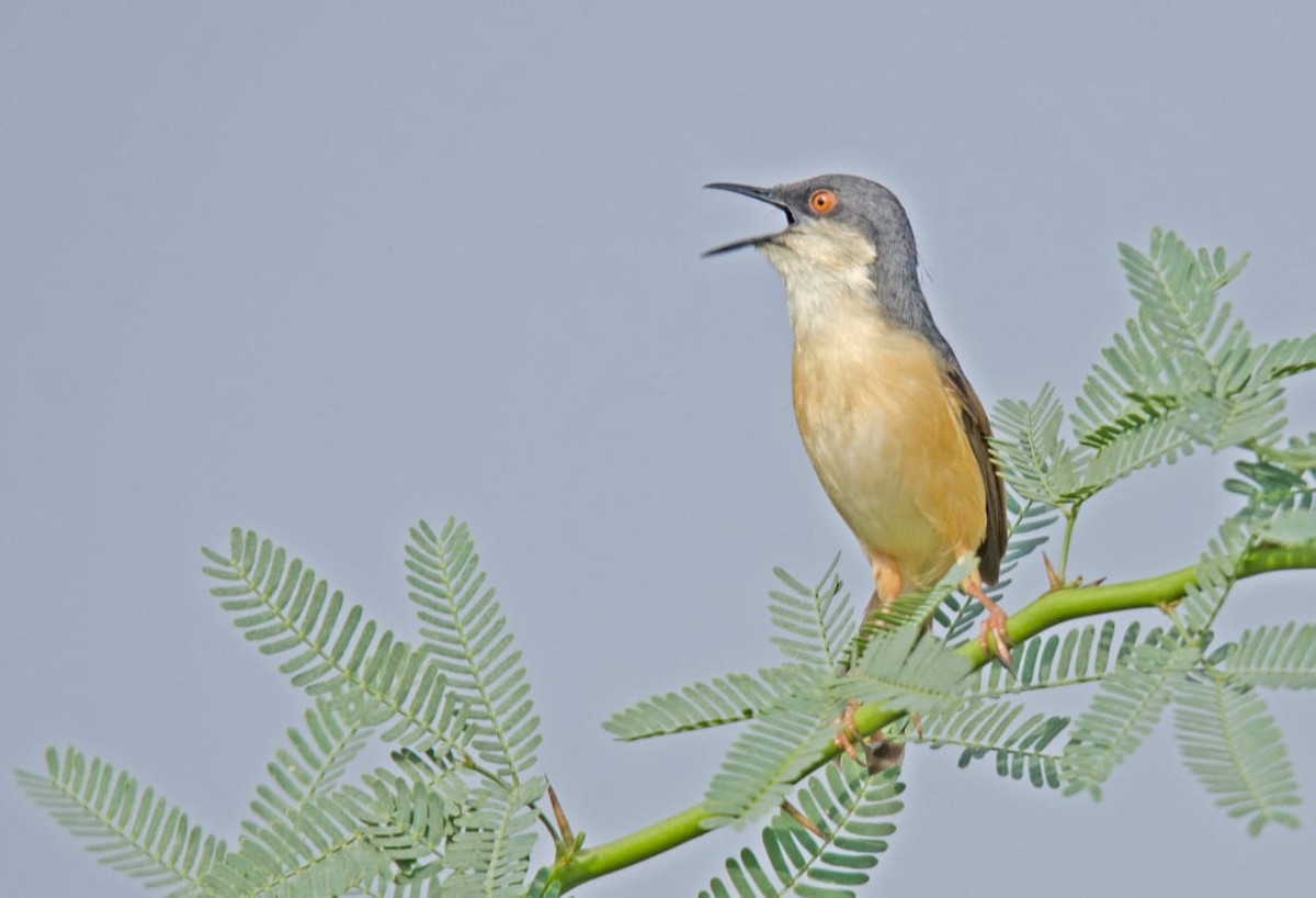 Ashy Prinia - ML356064651