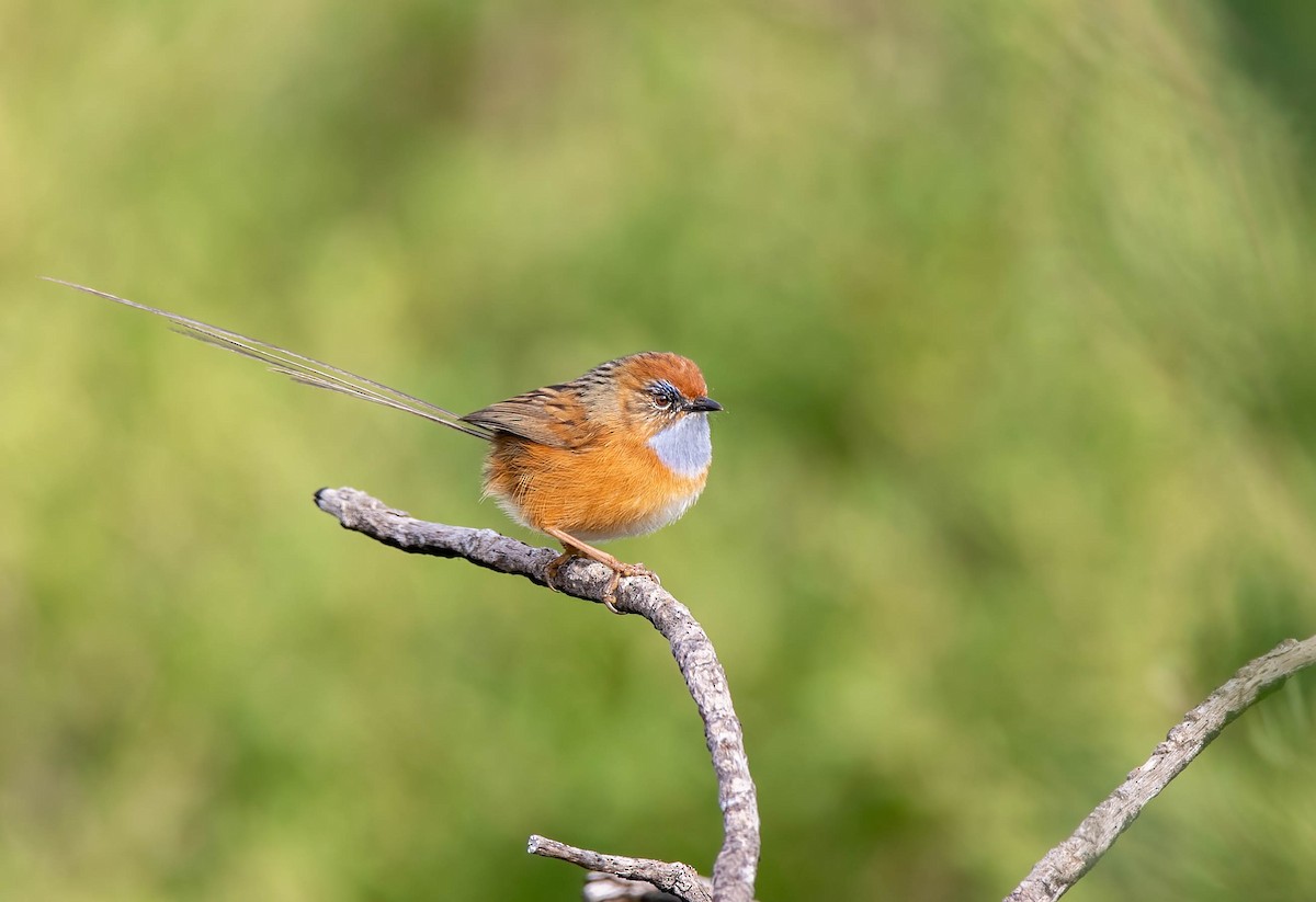 Southern Emuwren - Jamie Smith-Morvell