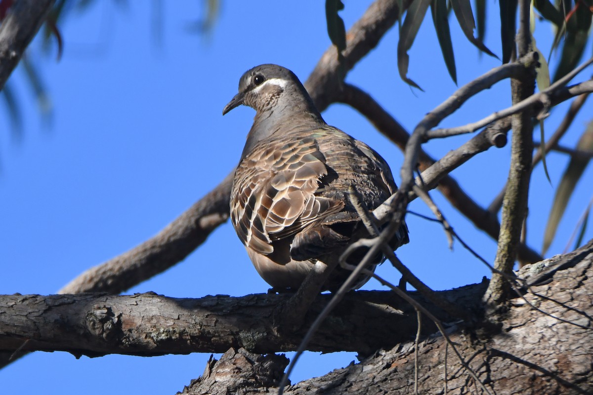 Common Bronzewing - Peter & Shelly Watts