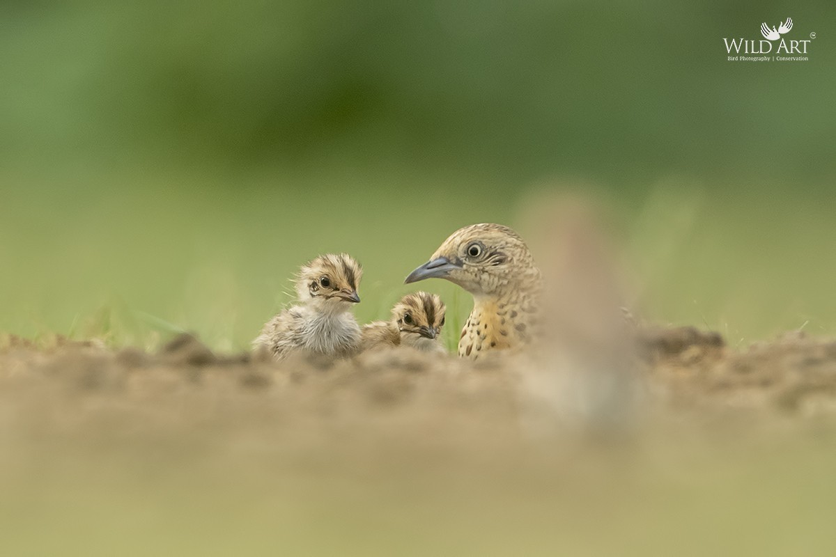 Small Buttonquail - ML356068151