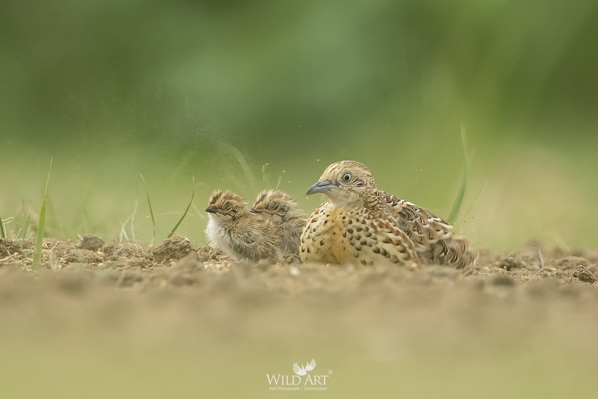 Small Buttonquail - ML356068181