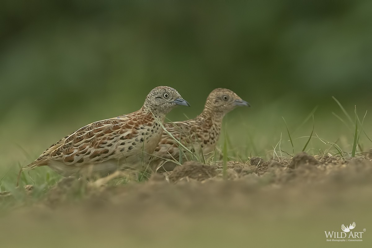 Small Buttonquail - ML356068191