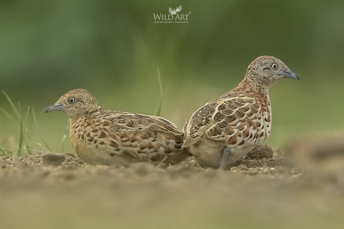 Small Buttonquail - ML356068201