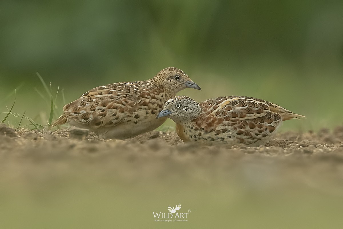 Small Buttonquail - ML356068221