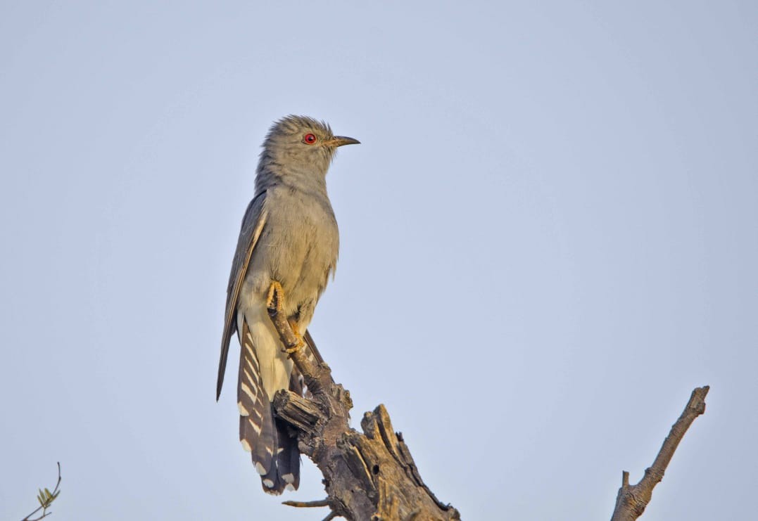 Cuco Pechigrís - ML356068241