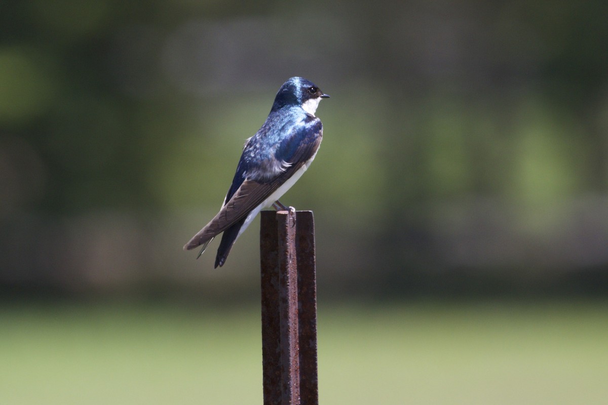 Tree Swallow - ML35606861