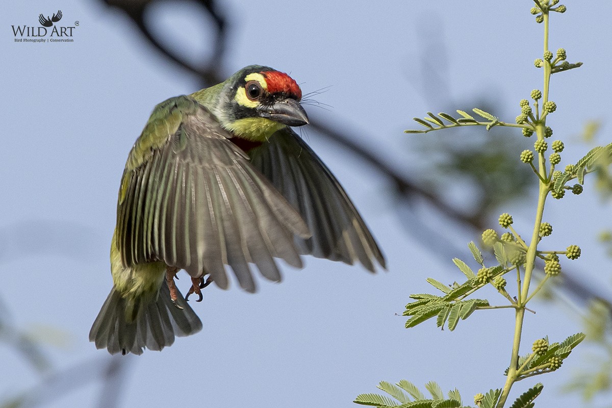 barbet zvučnohlasý - ML356068901