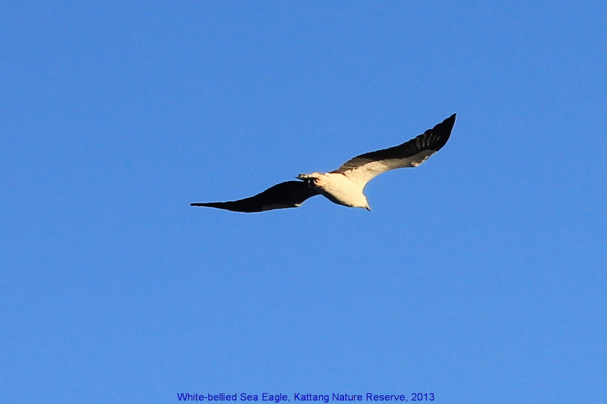 White-bellied Sea-Eagle - ML356068961