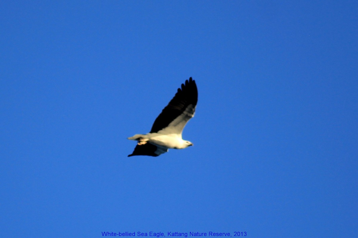 White-bellied Sea-Eagle - ML356068981