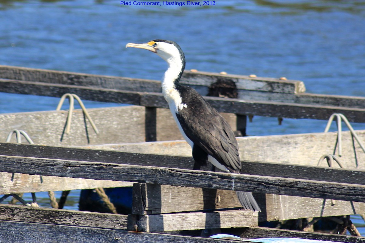 Pied Cormorant - Steve  McIntosh