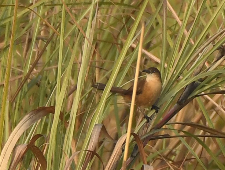 Slender-billed Babbler - Savithri Singh