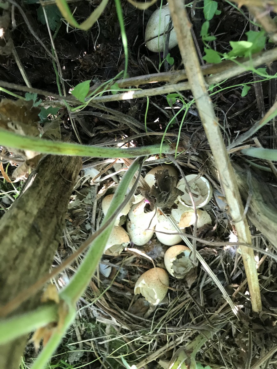 Red-legged Partridge - ML356070671