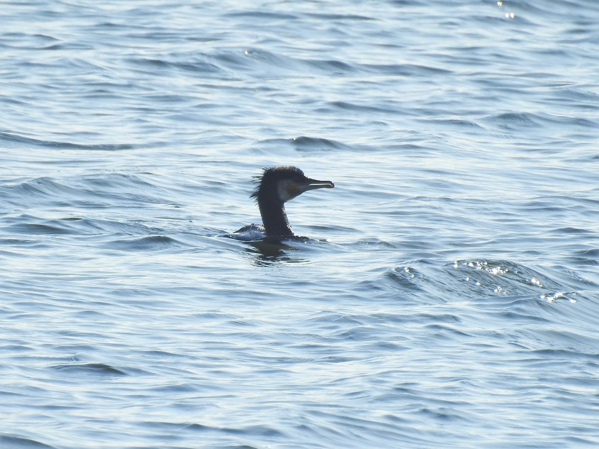 Kormoran - ML356071341