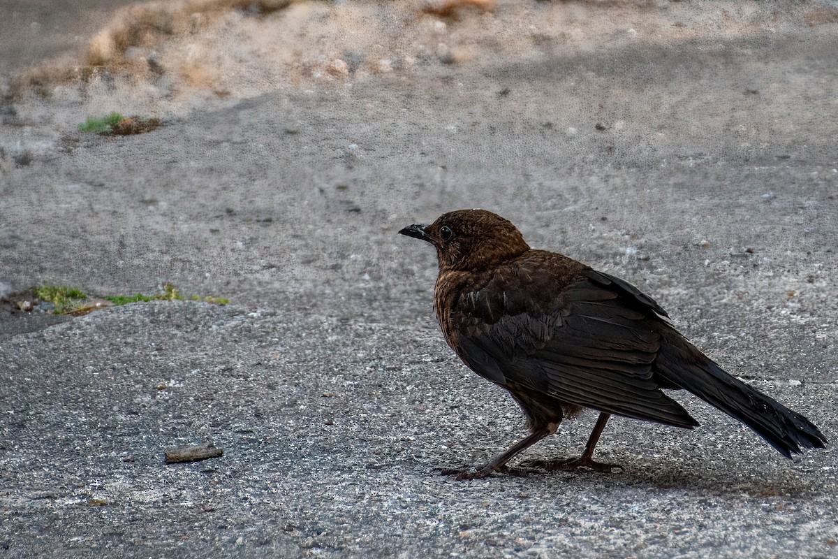 Eurasian Blackbird - ML356071731