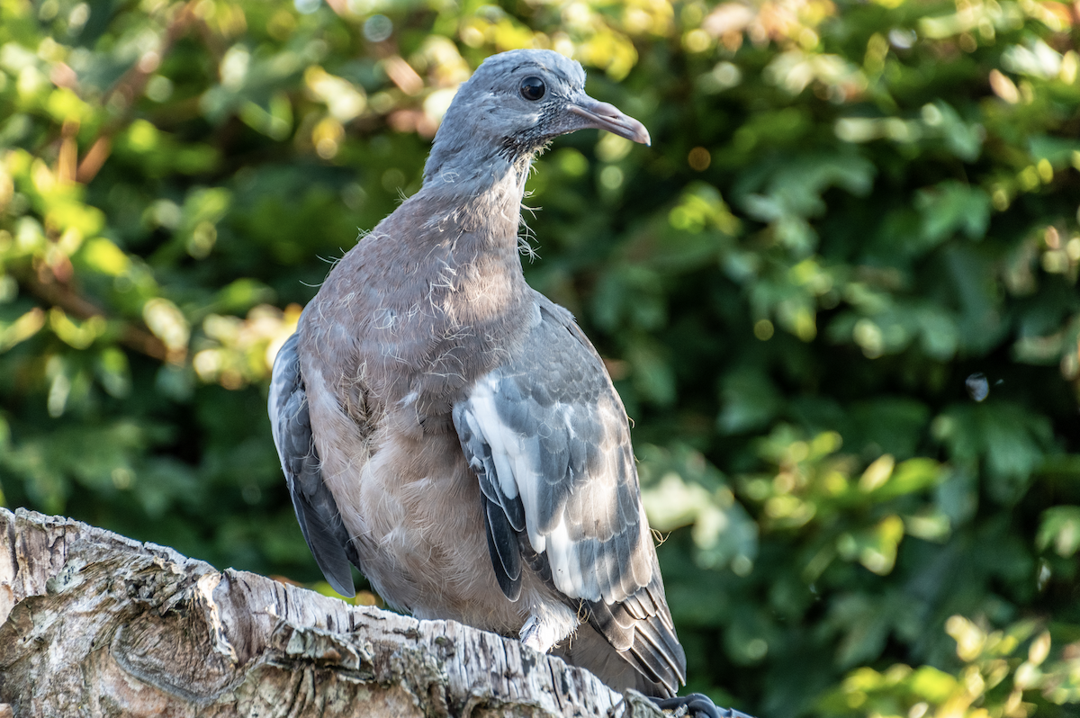 Common Wood-Pigeon - ML356071961