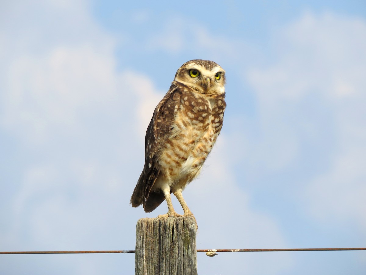 Burrowing Owl - ML356072171