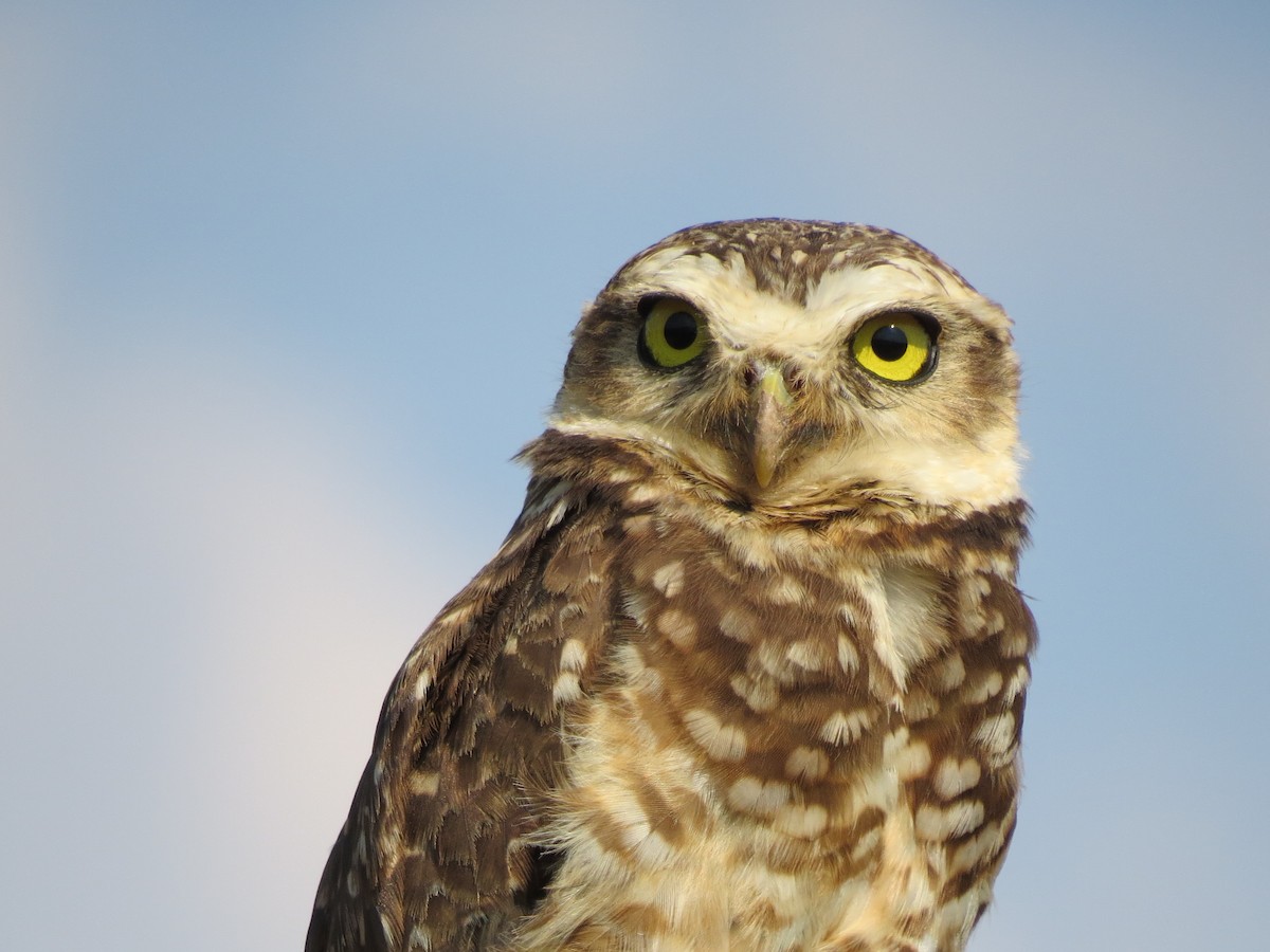 Burrowing Owl - ML356072181