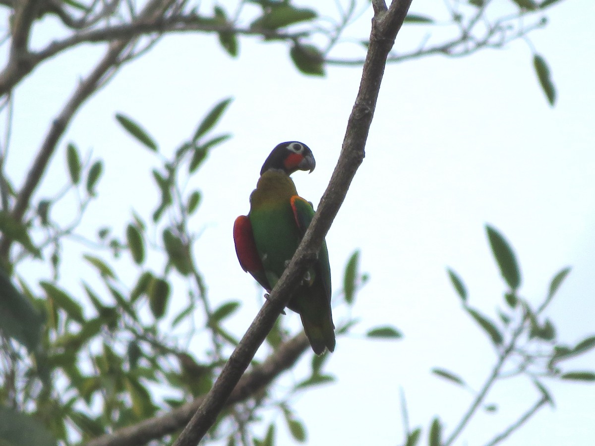 Orange-cheeked Parrot - ML356073081