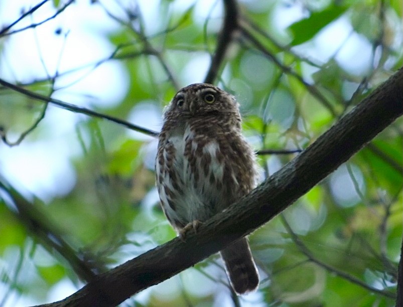 Collared Owlet - ML356077051