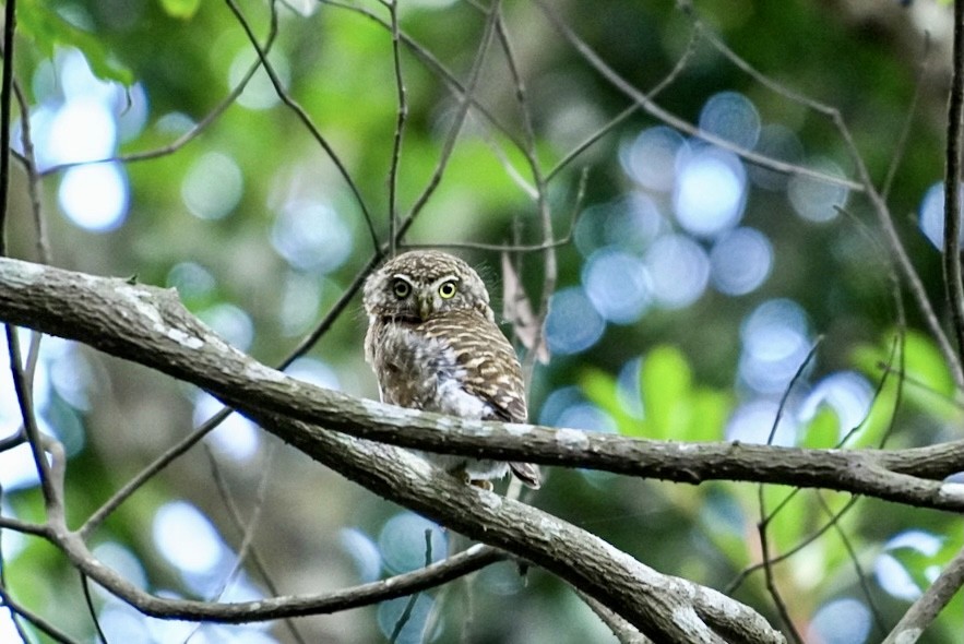 Collared Owlet - ML356077071