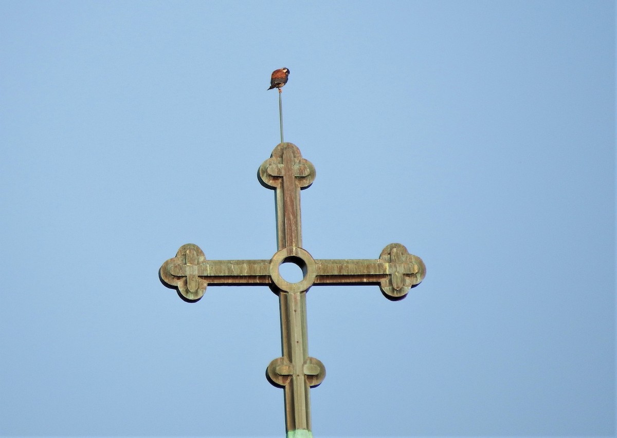 American Kestrel - ML356078901