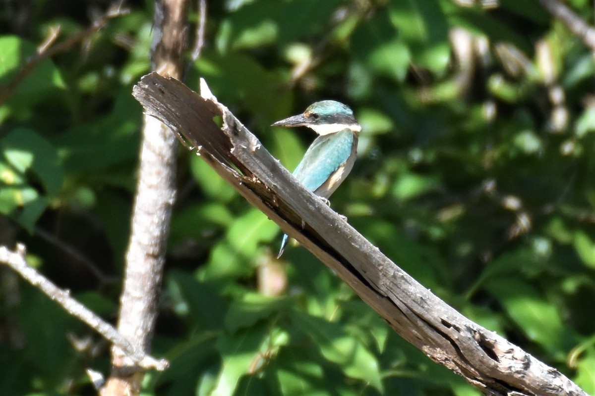 Sacred Kingfisher - ML356079621