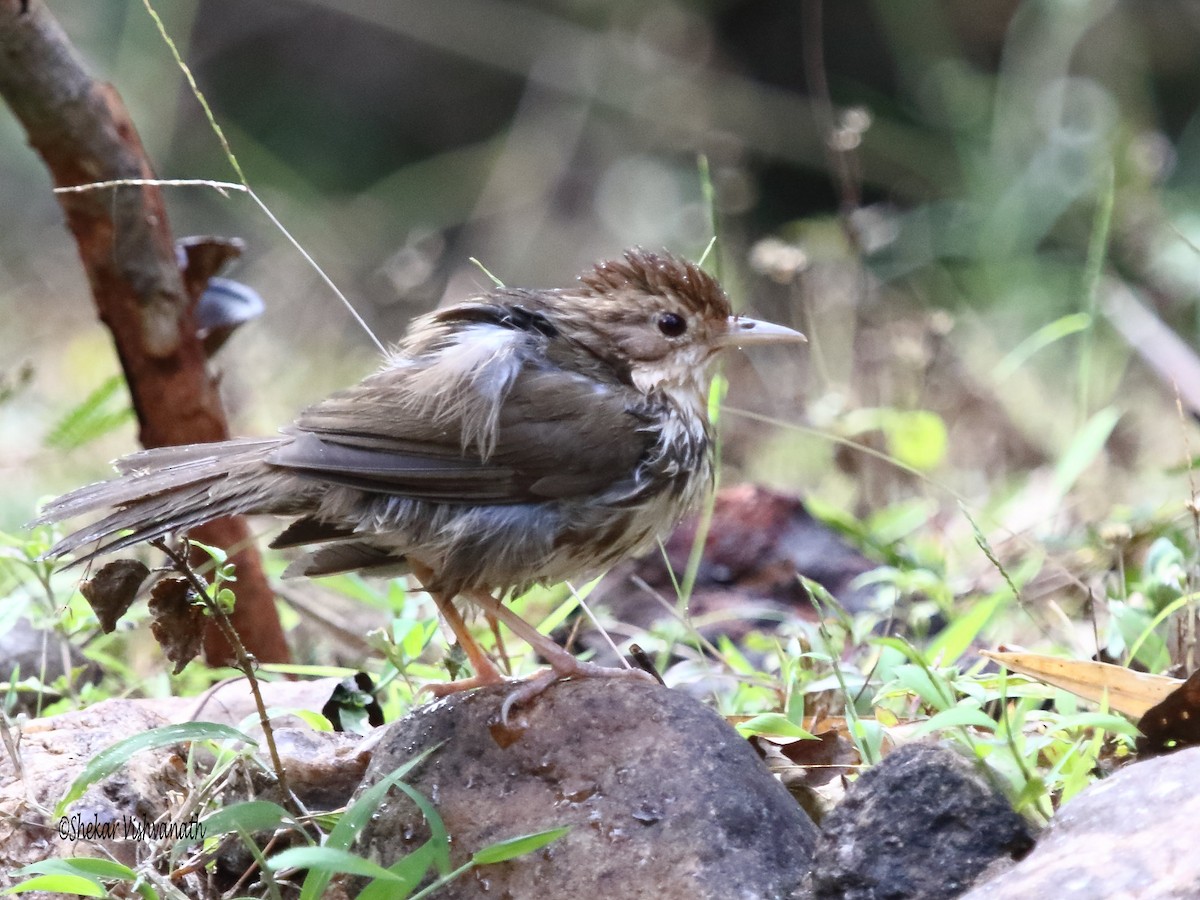 Puff-throated Babbler - Shekar Vishvanath