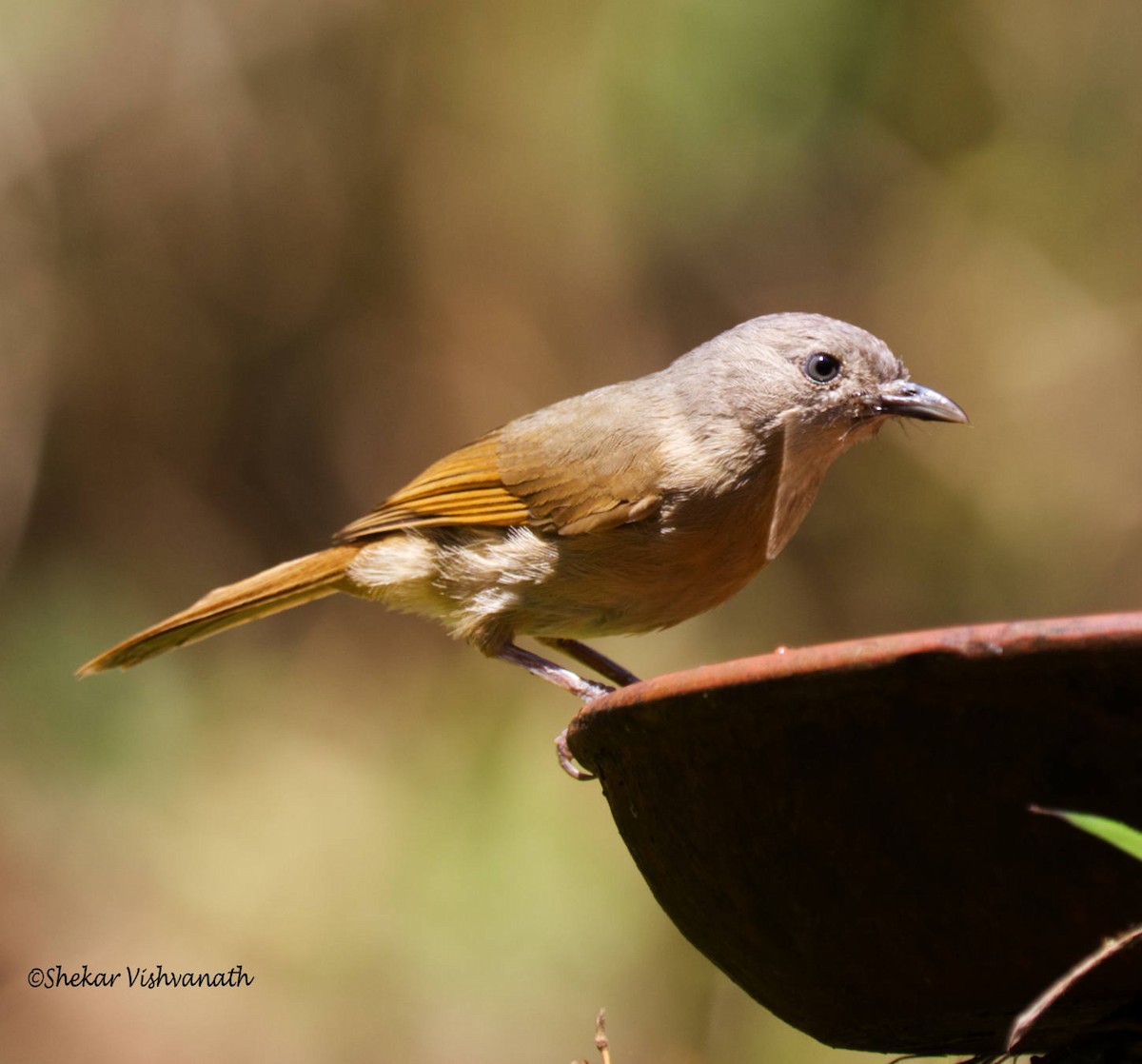 Brown-cheeked Fulvetta - ML356080081