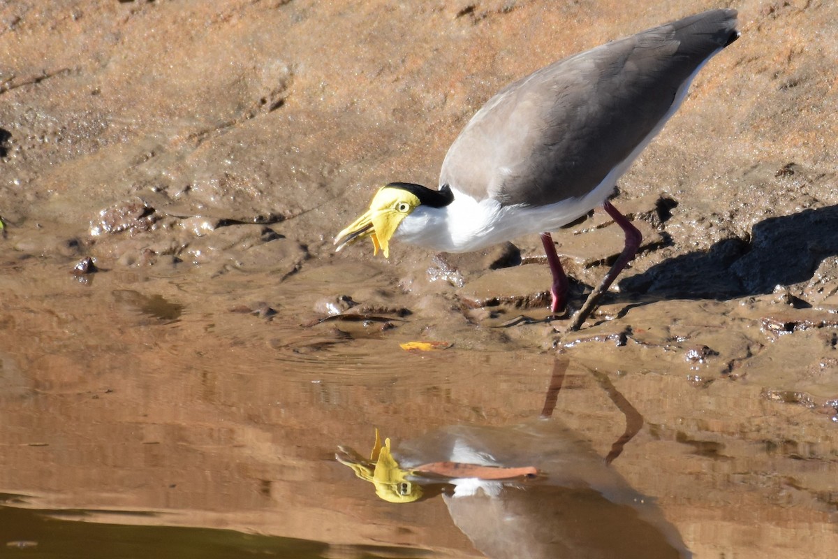 Masked Lapwing - ML356080121