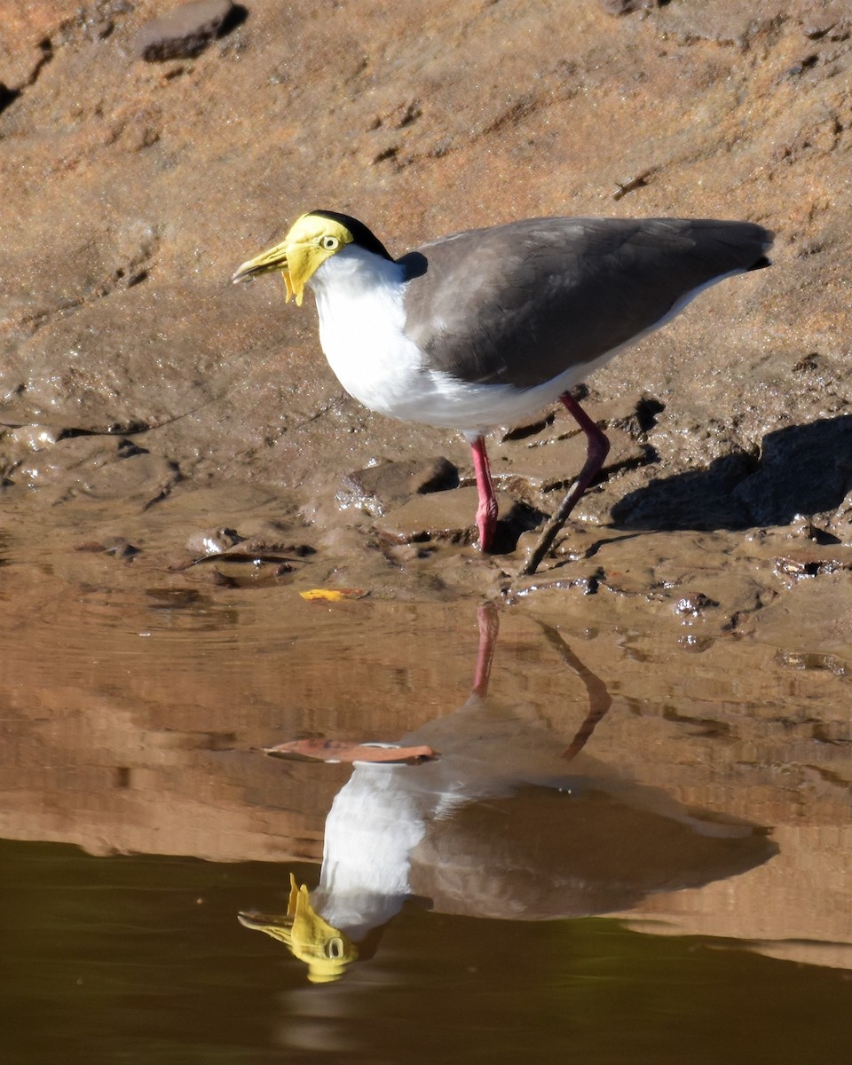 Masked Lapwing - ML356080131