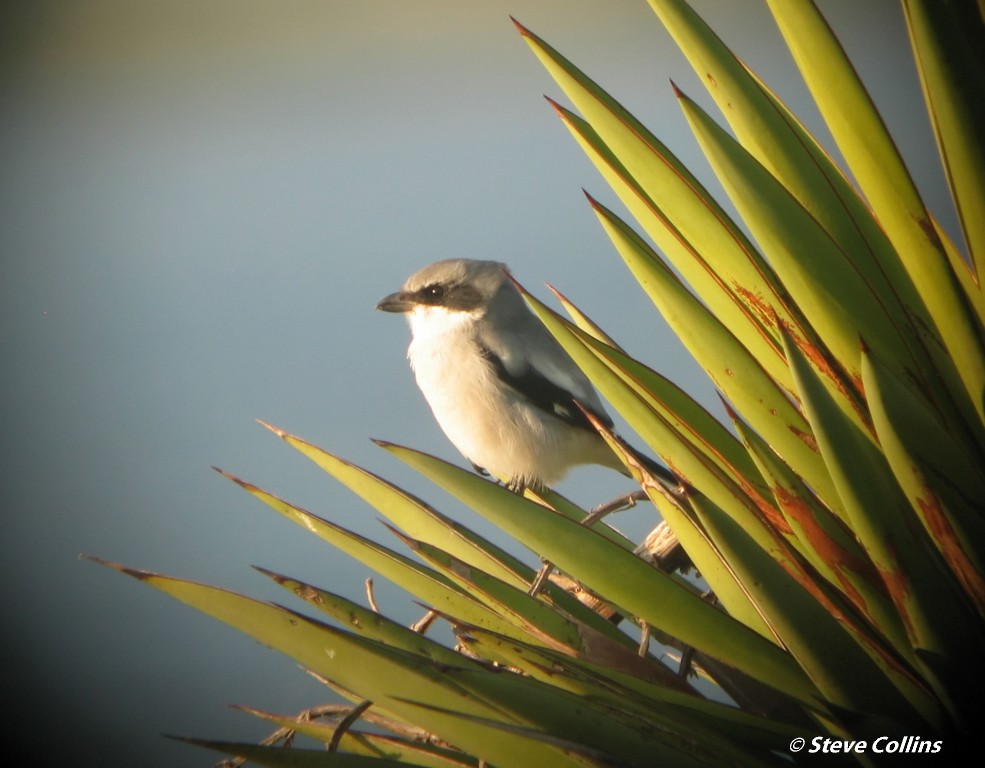 Loggerhead Shrike - ML35608081