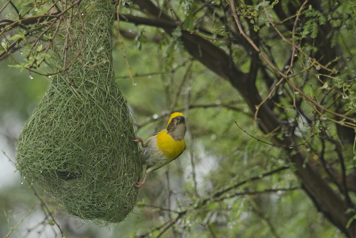 Baya Weaver - ML356080951