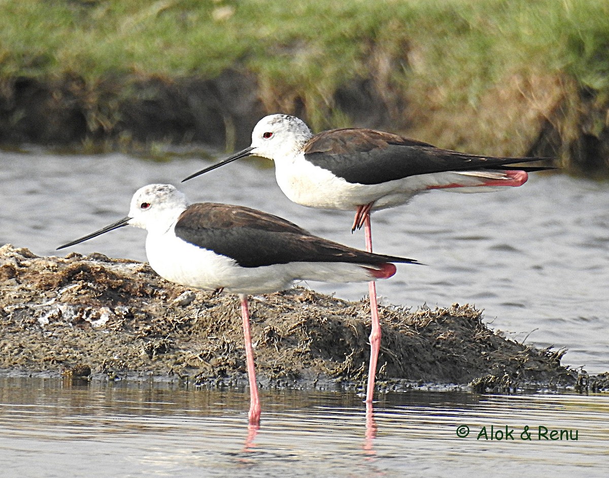 Black-winged Stilt - ML356081141