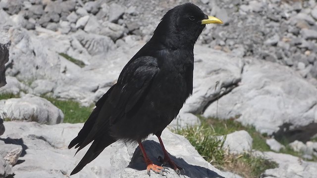 Yellow-billed Chough - ML356085621