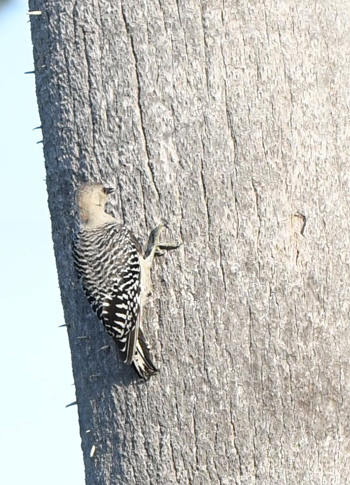 Red-bellied Woodpecker - ML356085781
