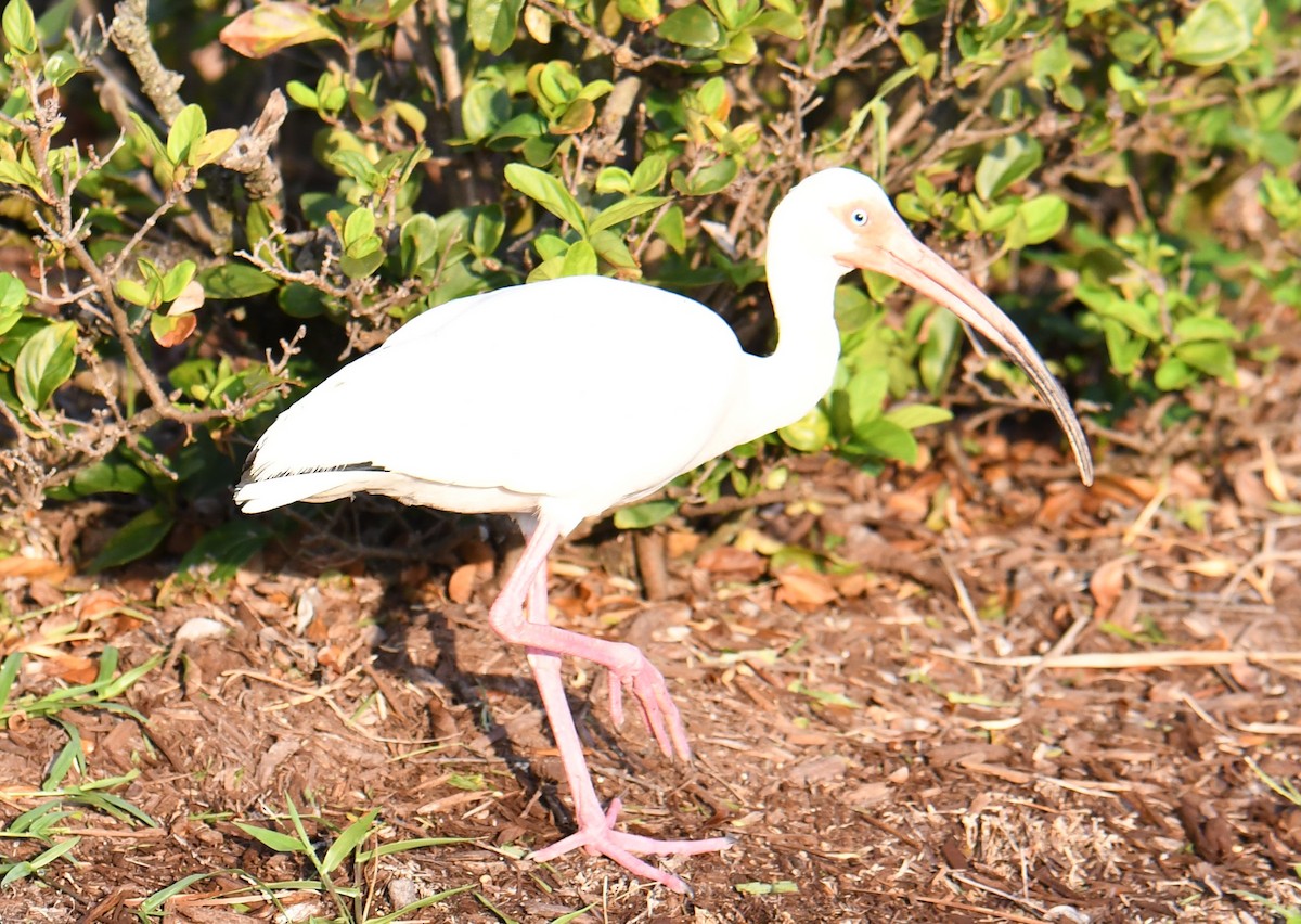 White Ibis - ML356085791