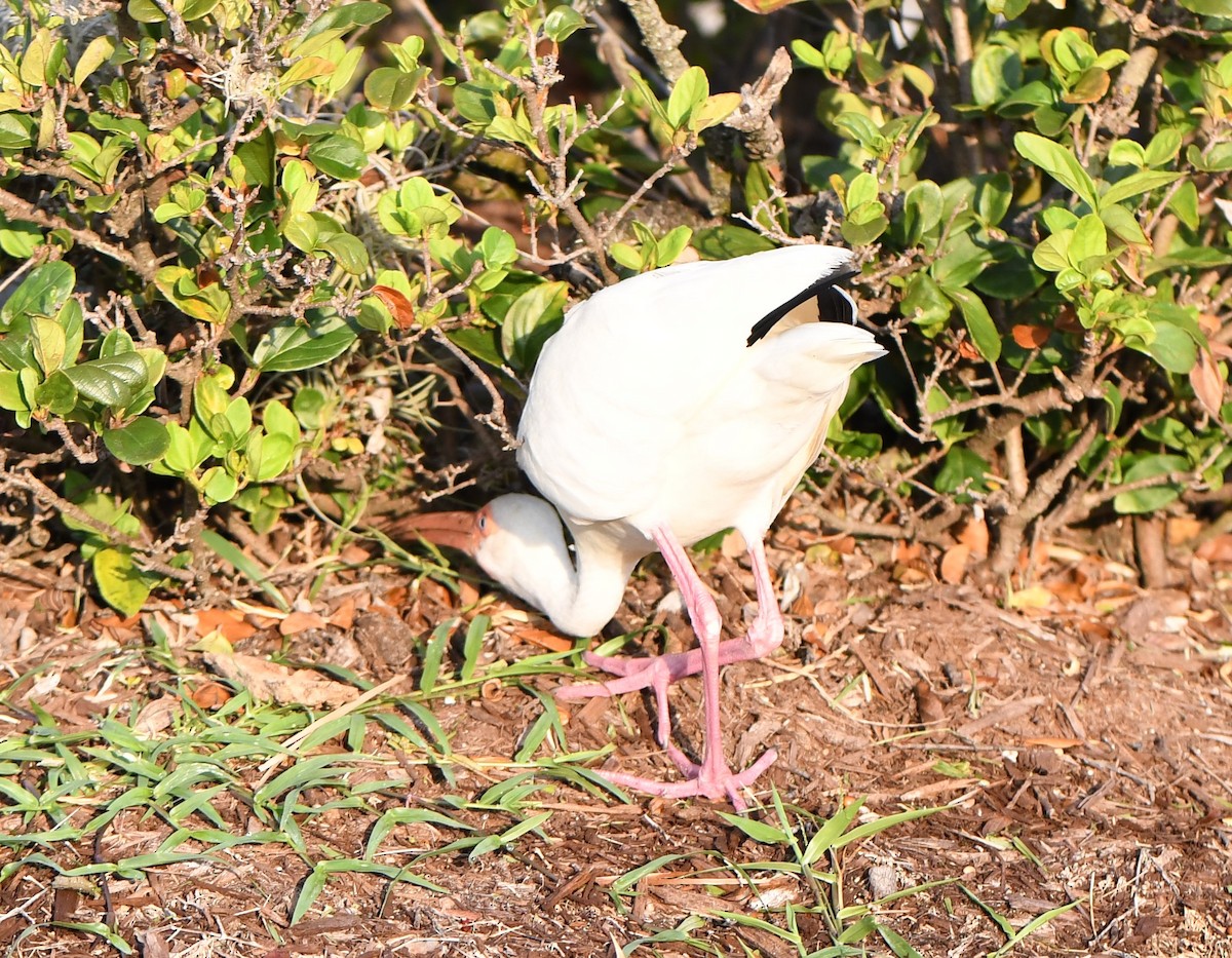 White Ibis - ML356085801