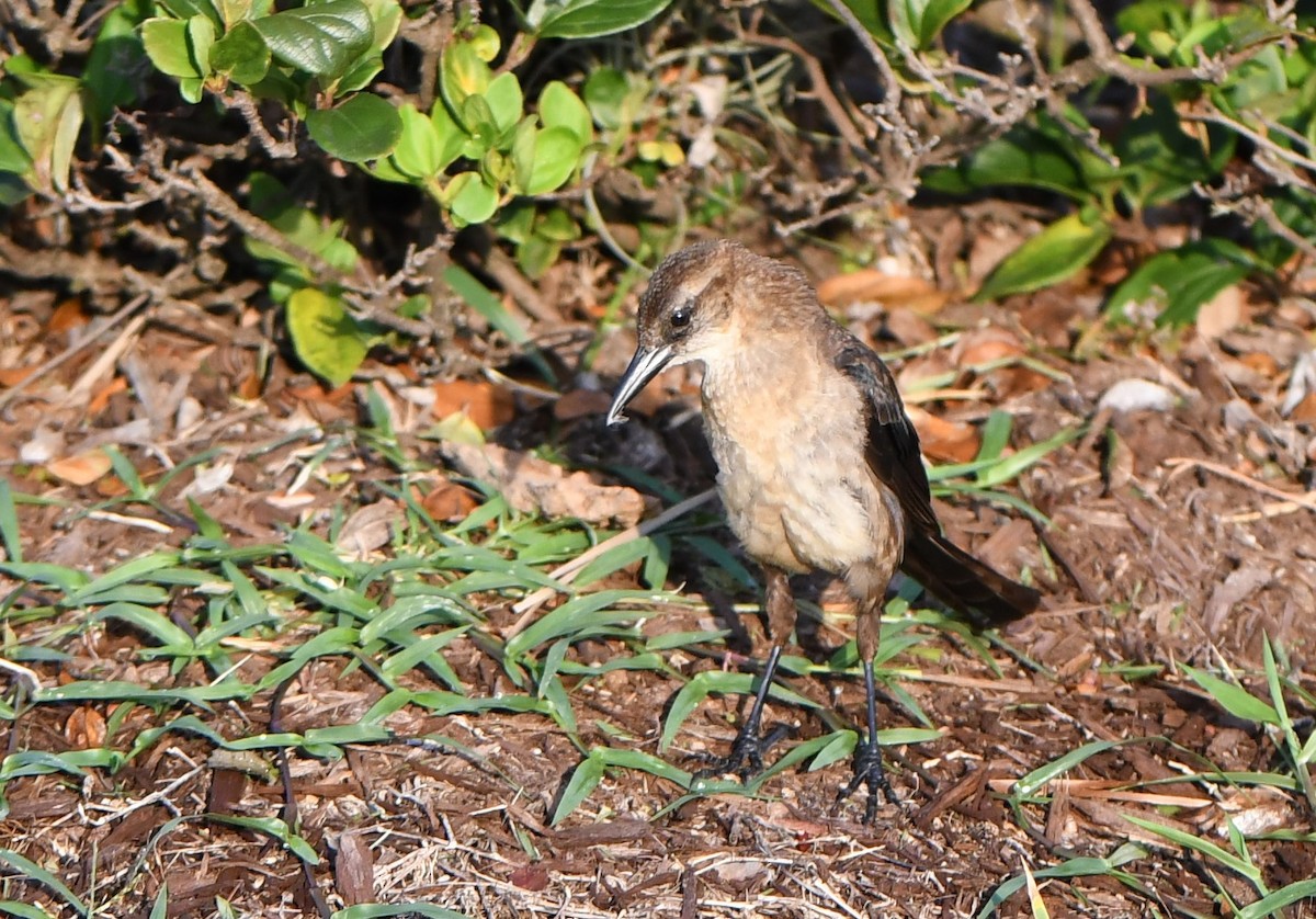 Boat-tailed Grackle - ML356085811