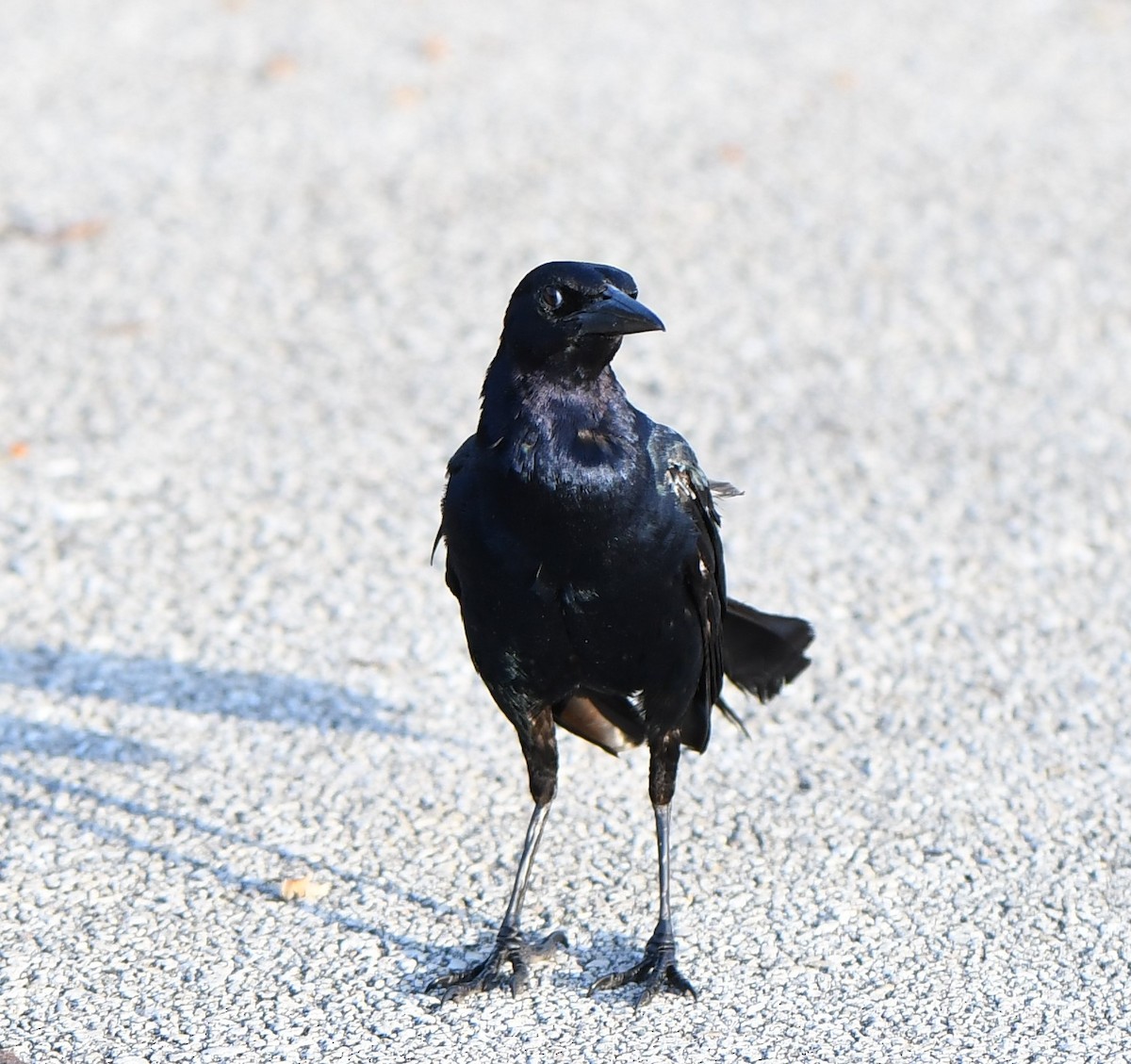 Boat-tailed Grackle - ML356085871